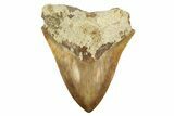Serrated, Fossil Megalodon Tooth - Indonesia #226258-1